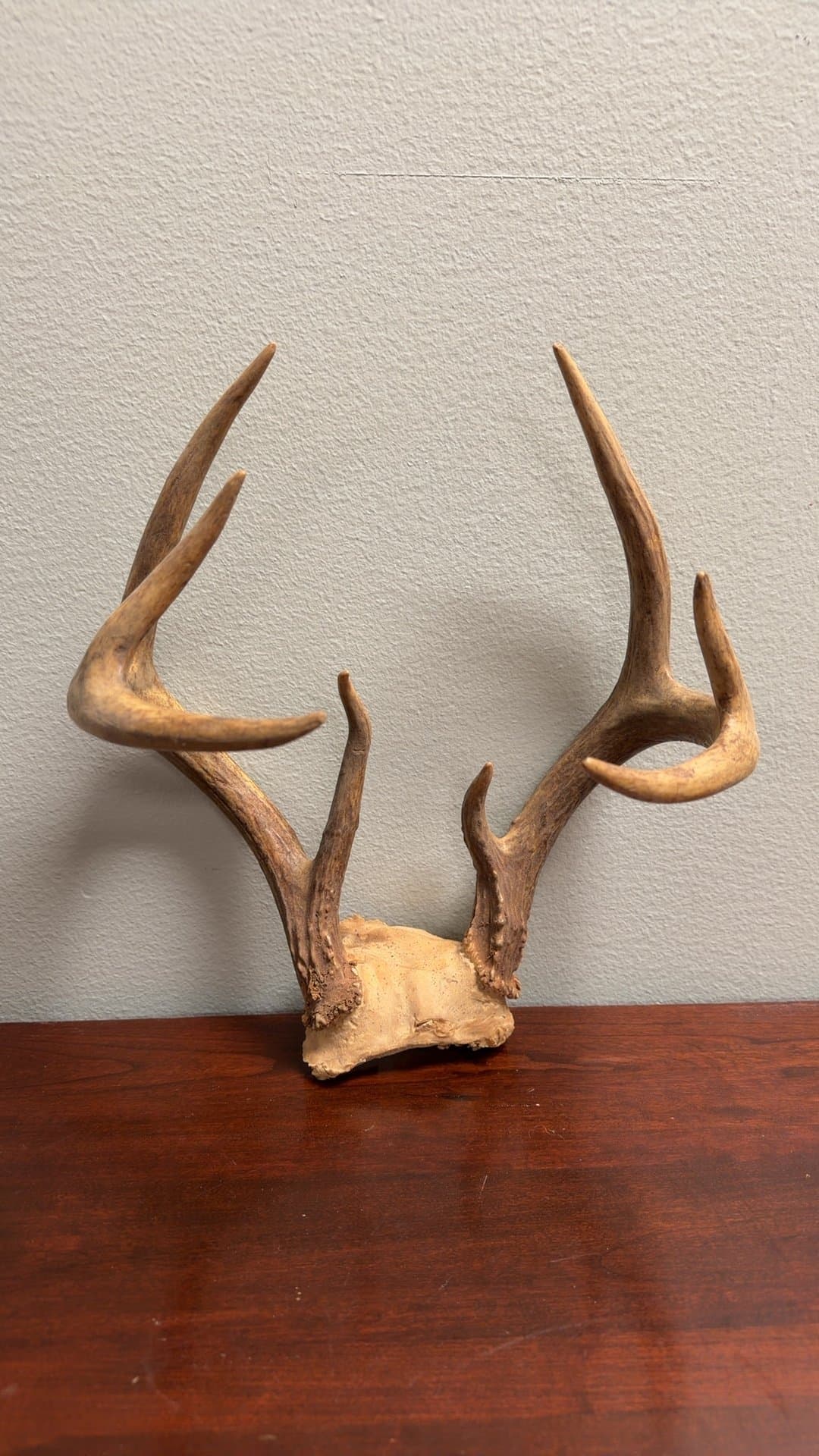 Deer Antler Shed - Image 1