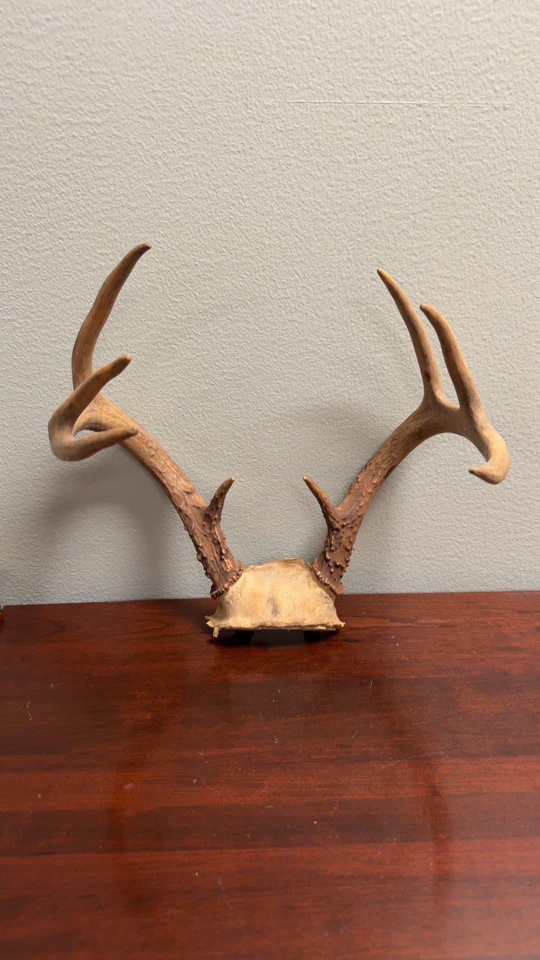 Mounted Deer Antlers - Image 1