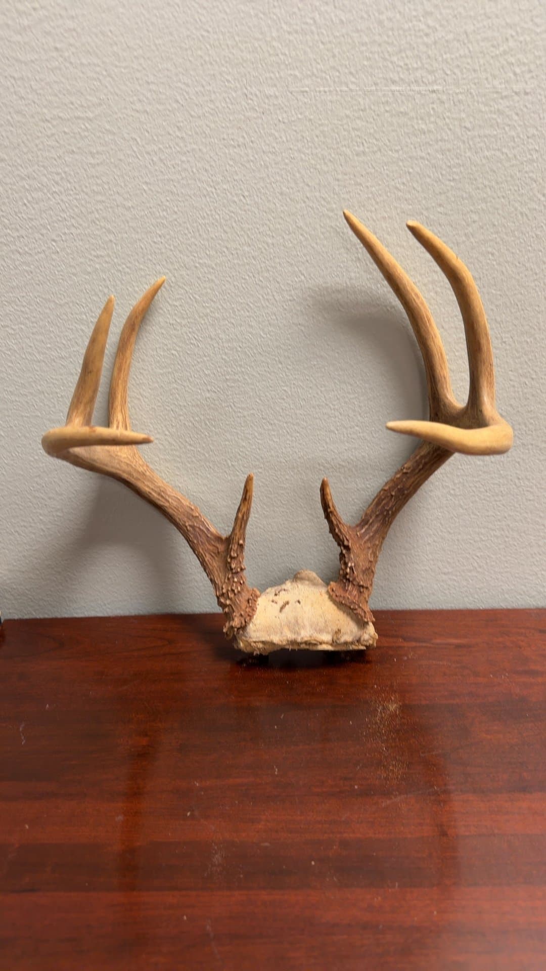 Deer Antler Shed - Image 1