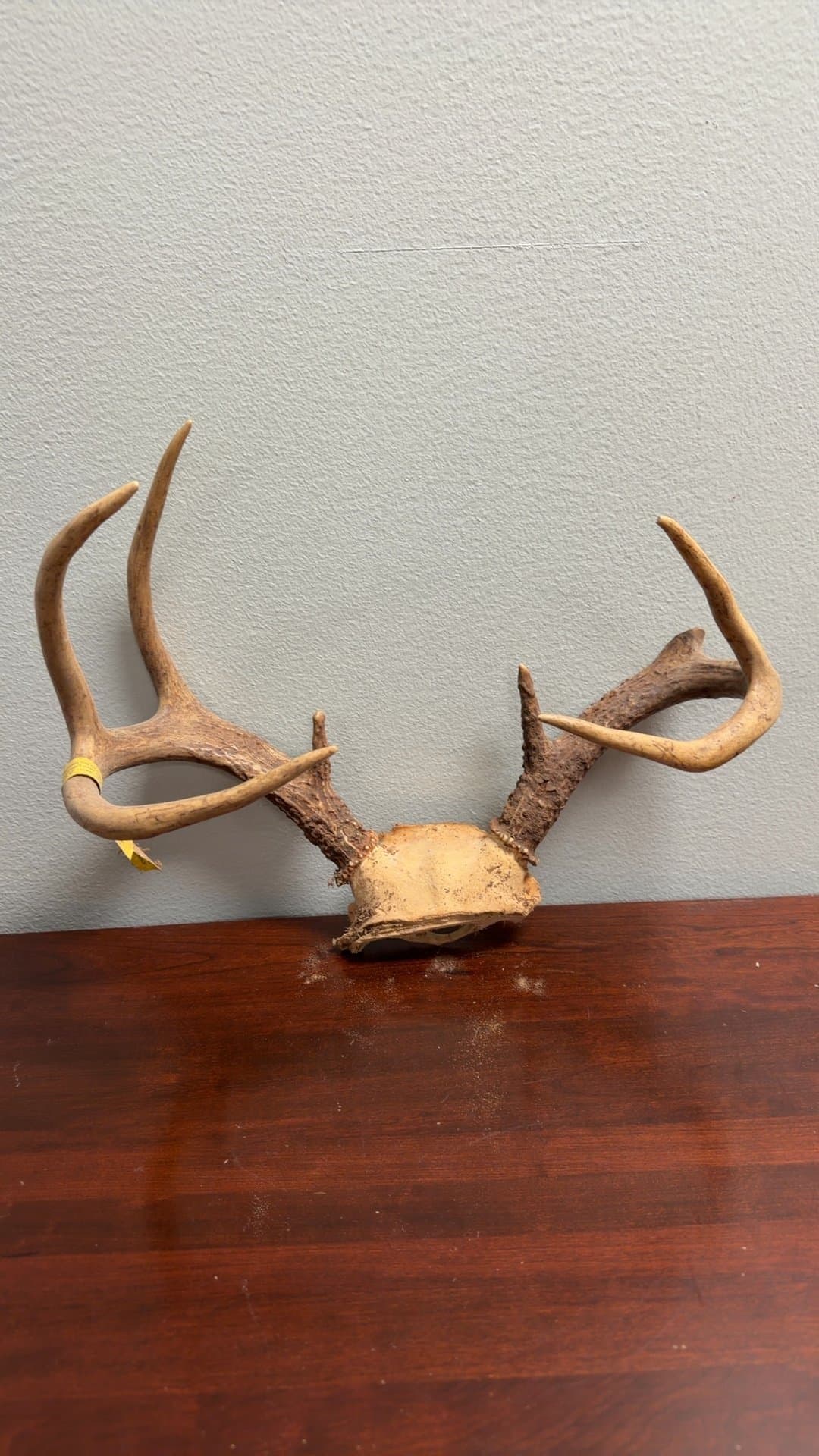 Mounted Deer Antlers - Image 1
