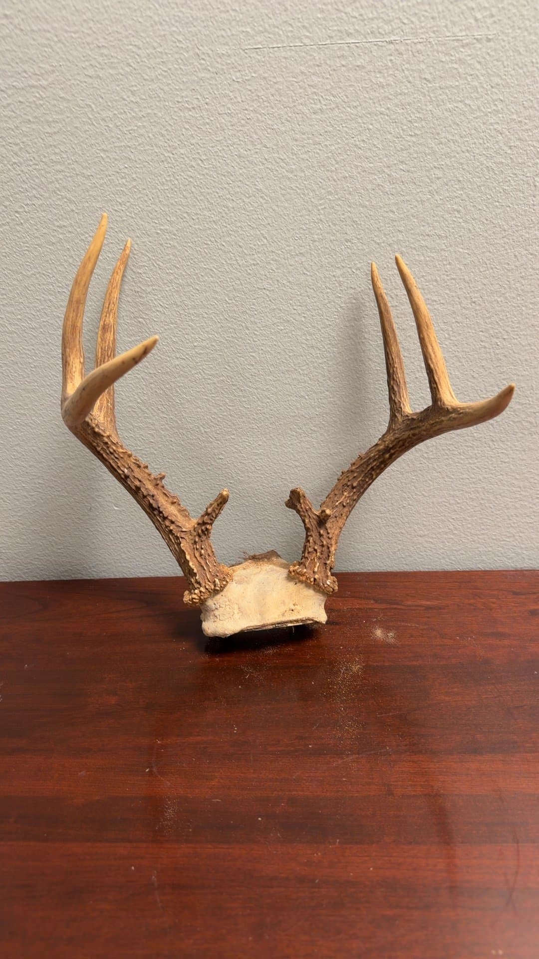 Deer Antler Shed - Image 1