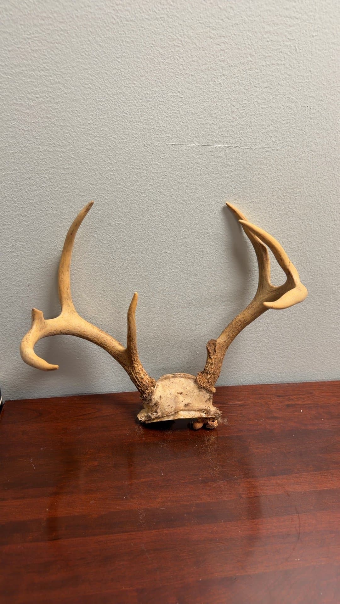 Deer Antler Mount - Image 1