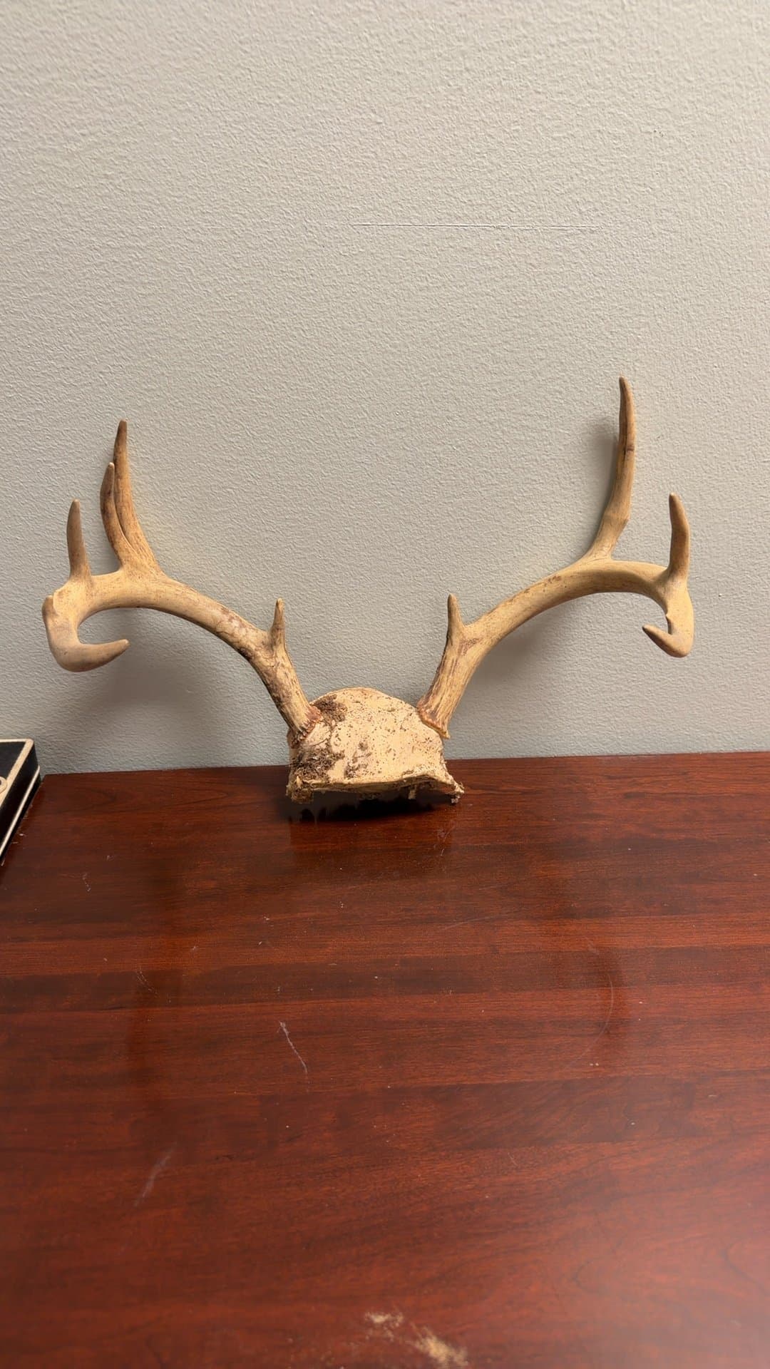 Deer Antler Mount - Image 1
