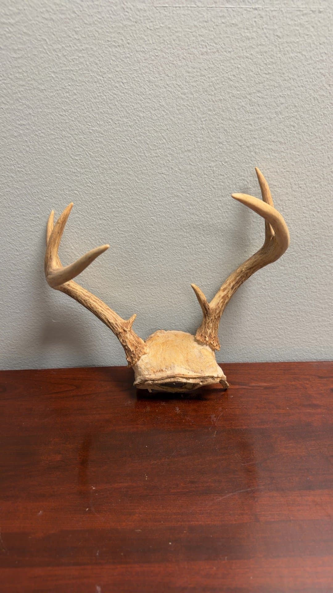 Mounted Deer Antlers - Image 1