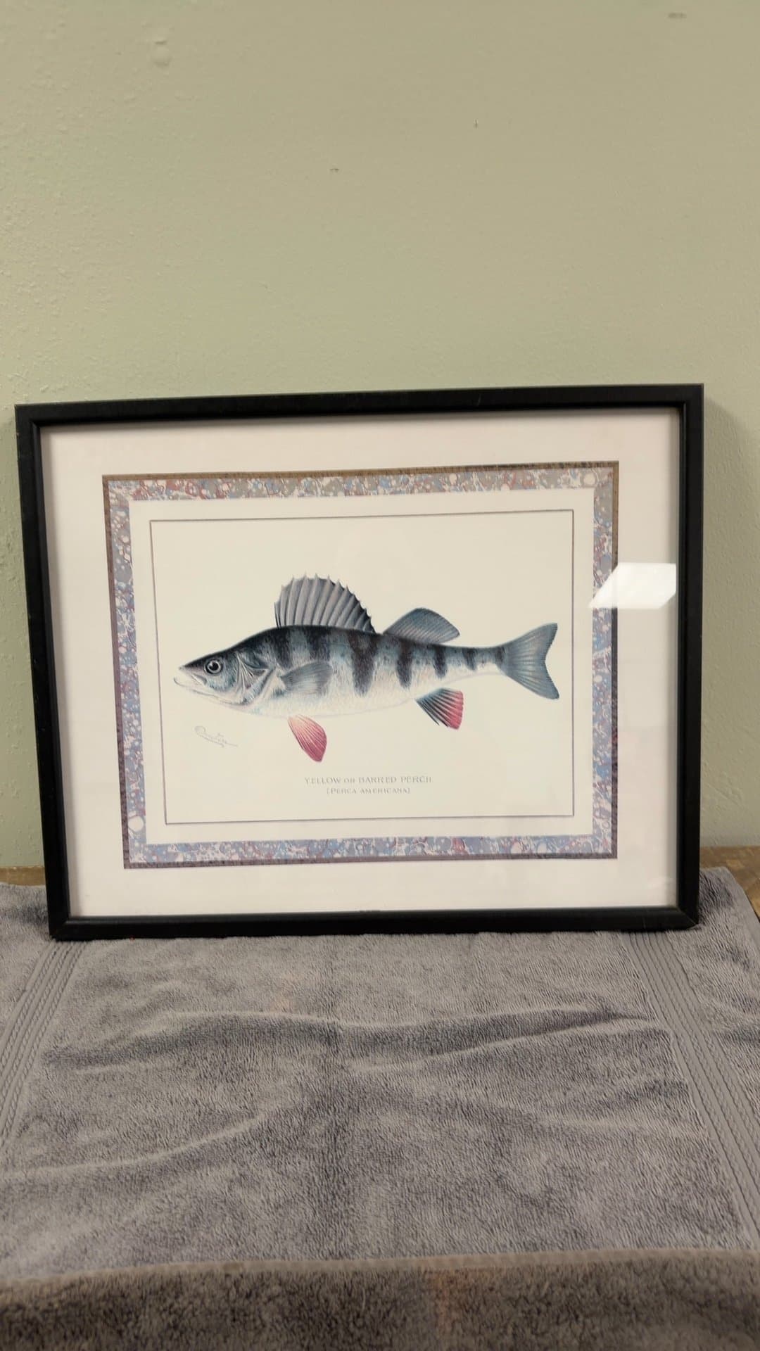 Framed Yellow or Barred Perch Illustration - Image 1