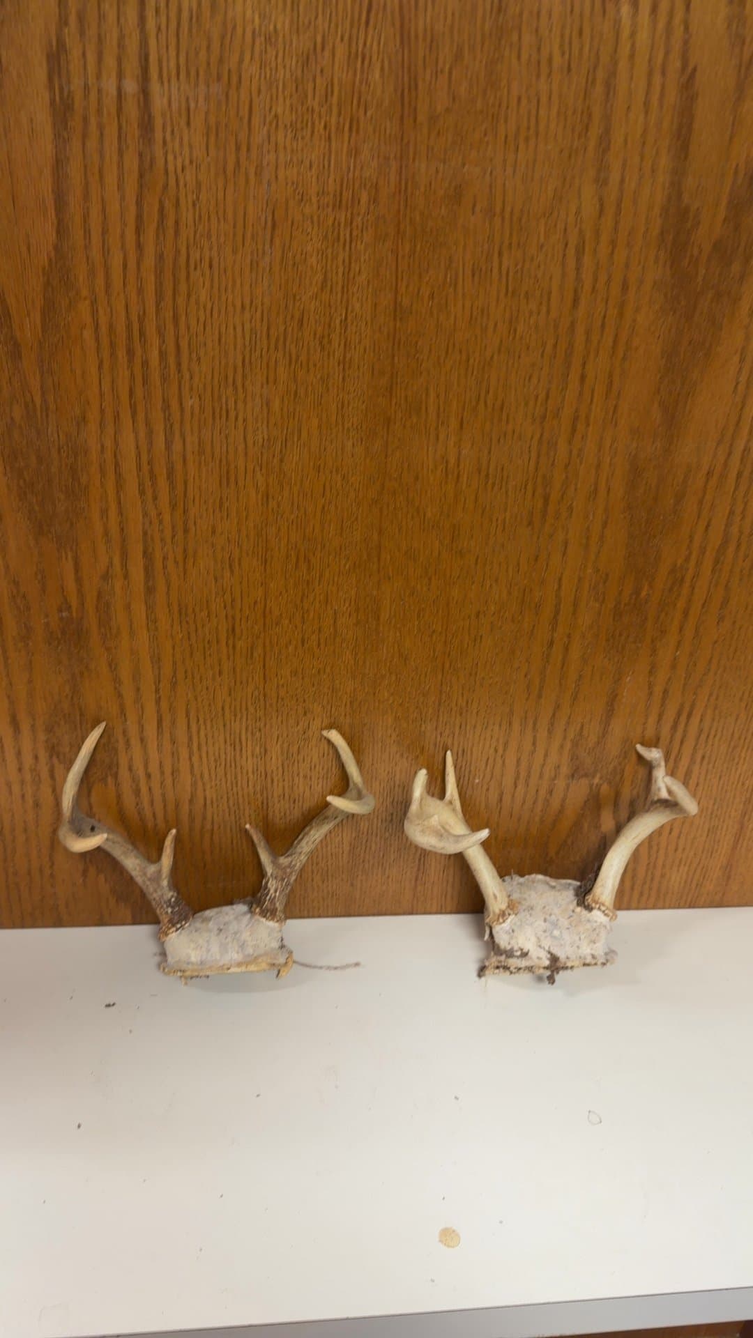 Set of 2 Whitetail Deer Antler Skull Caps - Image 1