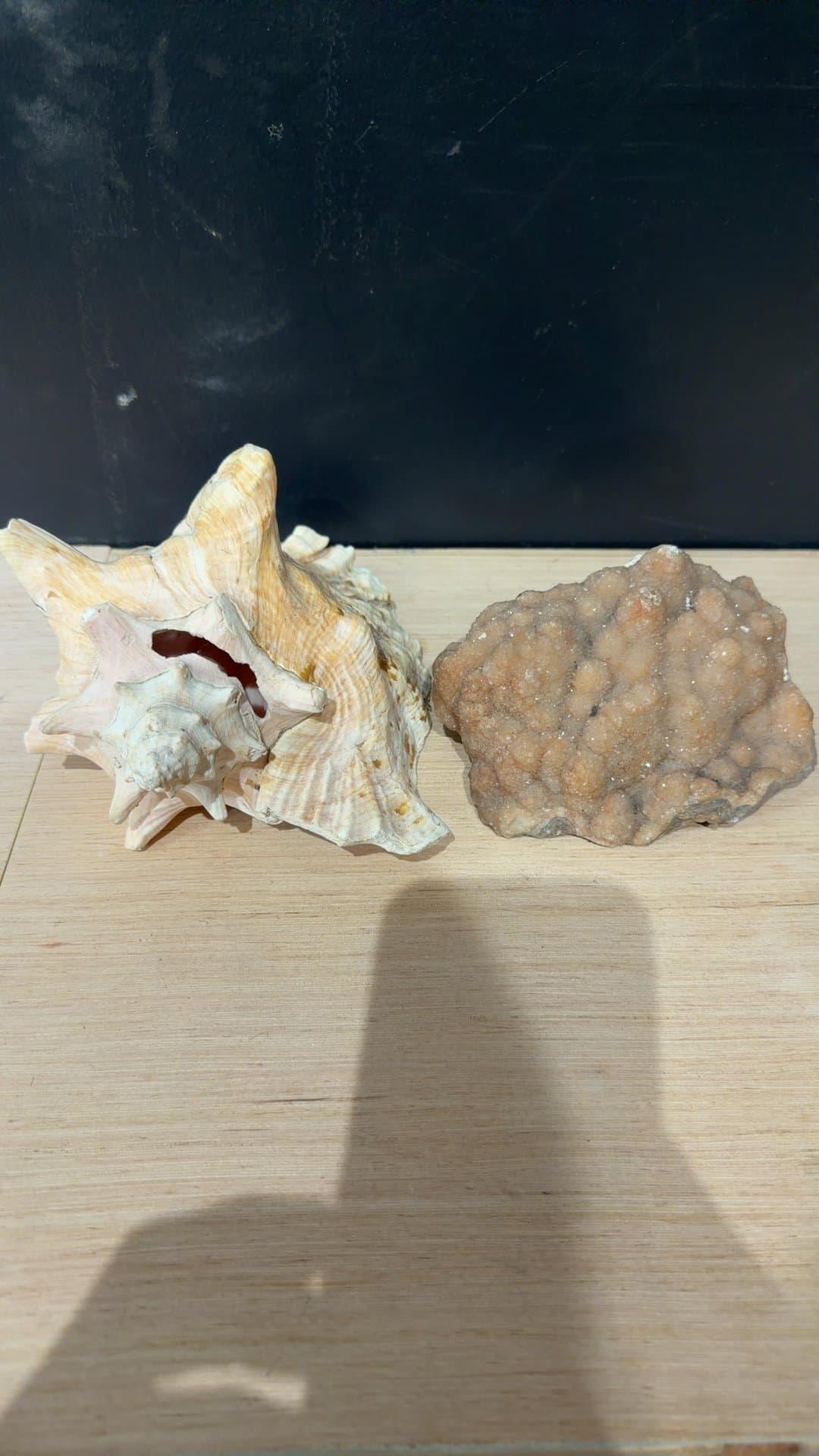 Natural Pink Conch Shell and Druzy Quartz Geode Specimen Pair - Image 1