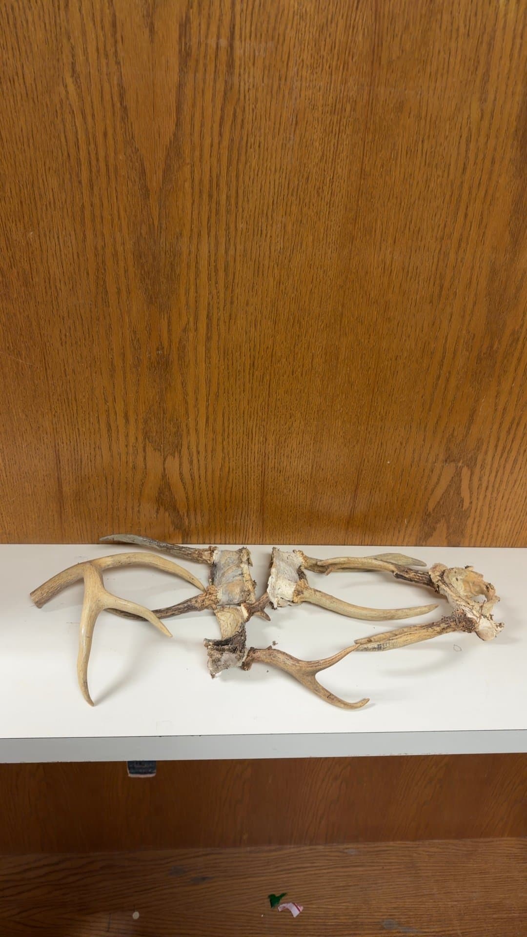 Natural Deer Antler Sheds and Skull Caps Lot - Image 1