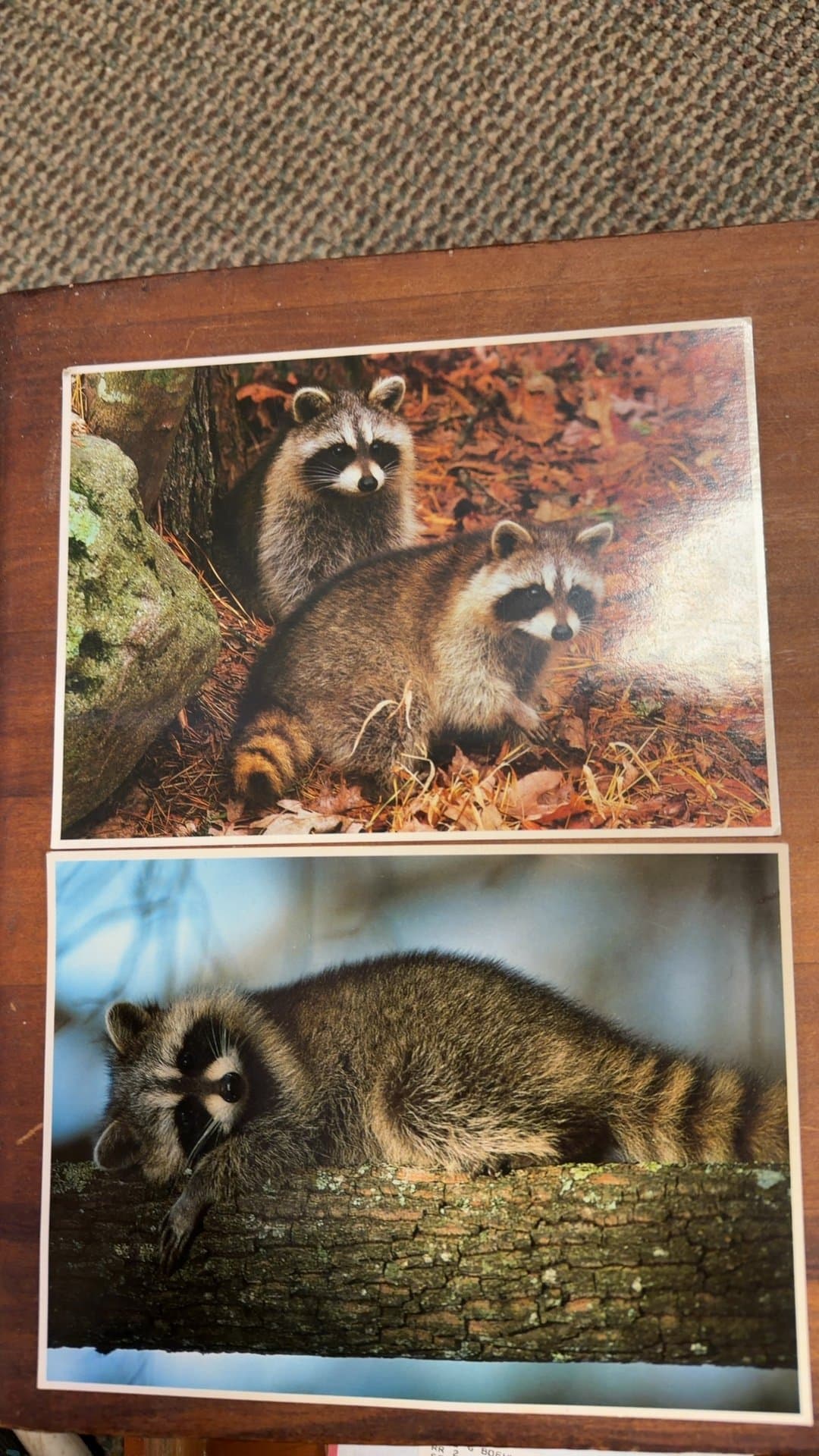 North American Wildlife Raccoon Postcards - Image 1