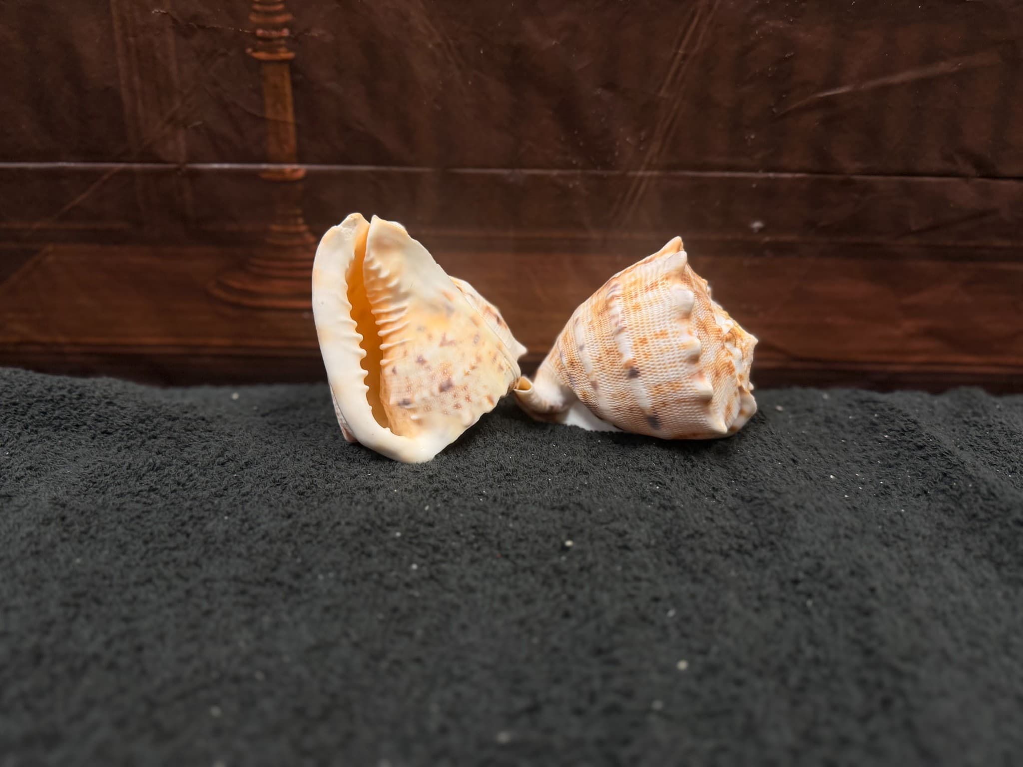 Natural Frog Shell Sea Shells - Image 1